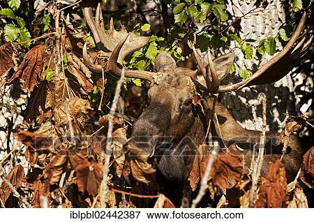 "A bull Moose (Alces alces), Alaska" View Large Photo Image Stock Photo - "A bull Moose (Alces alces), Alaska". Fotosearch