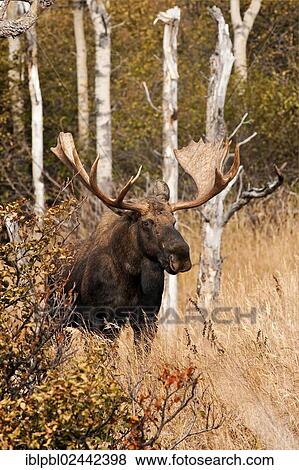 "A bull Moose (Alces alces), Alaska" View Large Photo Image Stock Photo - "A bull Moose (Alces alces), Alaska". Fotosearch