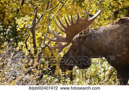 "A bull Moose (Alces alces), portrait, Alaska" View Large Photo Image Stock Image - "A bull Moose (Alces alces), portrait, Alaska". Fotosearch