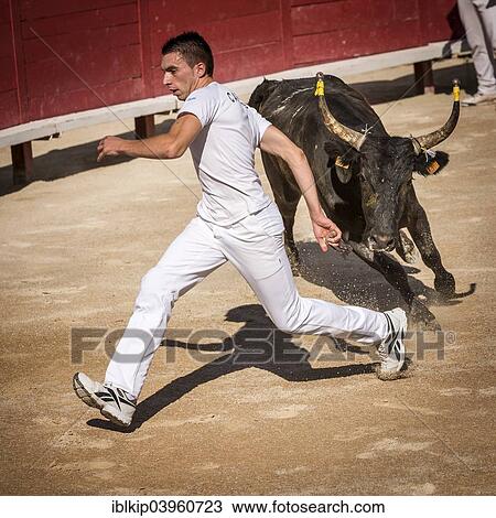 "A bullfighter tries to escape a chasing bull, Camargue races, Arles Amphitheatre, Arles, Provence-Alpes-Cote d'Azur, France, Europe" View Large Photo Image Stock Image - "A bullfighter tries to escape a chasing bull, Camargue races, Arles Amphitheatre, Arles, Provence-Alpes-Cote d'Azur, France, Europe". Fotosearch
