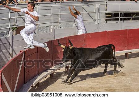 "A bullfighter tries to escape a chasing bull, Camargue races, Arles Amphitheatre, Arles, Provence-Alpes-Cote d'Azur, France, Europe" View Large Photo Image Stock Photo - "A bullfighter tries to escape a chasing bull, Camargue races, Arles Amphitheatre, Arles, Provence-Alpes-Cote d'Azur, France, Europe". Fotosearch