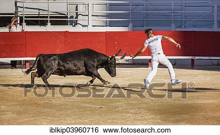 "A bullfighter tries to escape a chasing bull, Camargue races, Arles Amphitheatre, Arles, Provence-Alpes-Cote d'Azur, France, Europe" View Large Photo Image Stock Photograph - "A bullfighter tries to escape a chasing bull, Camargue races, Arles Amphitheatre, Arles, Provence-Alpes-Cote d'Azur, France, Europe". Fotosearch