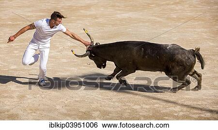 "A bullfighter tries to remove the rosette, tassels and strings from the head of a Camargue bull, Camargue races, Arles Amphitheatre, Arles, Provence-Alpes-Cote d'Azur, France, Europe" View Large Photo Image Stock Photograph - "A bullfighter tries to remove the rosette, tassels and strings from the head of a Camargue bull, Camargue races, Arles Amphitheatre, Arles, Provence-Alpes-Cote d'Azur, France, Europe". Fotosearch