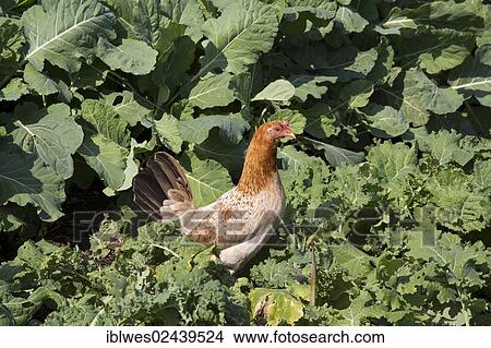 Picture - "A chicken on an urban farm in the lower ninth ward, New Orleans, Louisiana, USA". Fotosearch