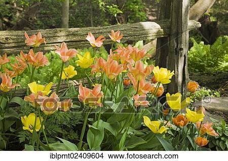 Picture - "A cluster of orange and yellow tulips in front of a rustic wooden fence in a landscaped backyard garden in spring, Quebec, Canada - This image is property released for book, calendar, magazine, newspaper and editorial use only. ". Fotosearch