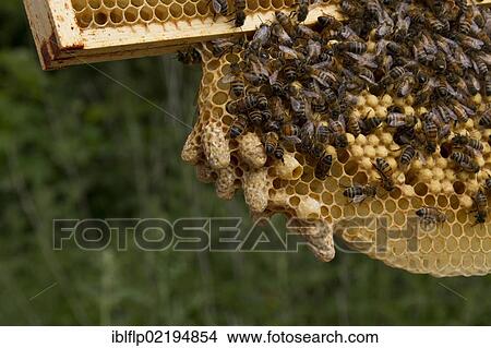 Picture - A cluster of queen cells on the sacrificial natural cells made by the workers which hang from the brood frame. Fotosearch