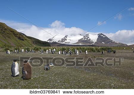 "A colony of King Penguins (Aptenodytes patagonicus), Salisbury Plain, South Georgia and the South Sandwich Islands, British overseas territory, Antarctica" View Large Photo Image Stock Image - "A colony of King Penguins (Aptenodytes patagonicus), Salisbury Plain, South Georgia and the South Sandwich Islands, British overseas territory, Antarctica". Fotosearch