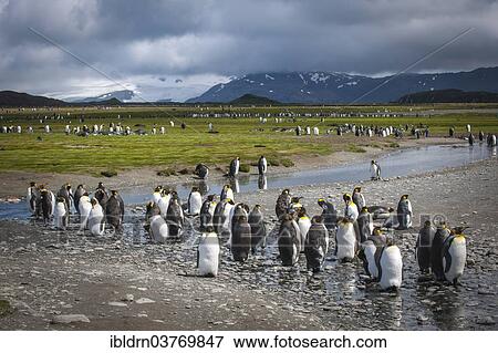 Stock Photo - "A colony of King Penguins (Aptenodytes patagonicus), Salisbury Plain, South Georgia and the South Sandwich Islands, British overseas territory, Antarctica". Fotosearch