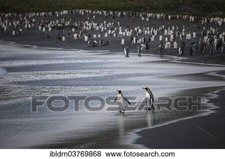 "A colony of King Penguins (Aptenodytes patagonicus), Gold Harbour, South Georgia and the South Sandwich Islands, British overseas territory, Antarctica" View Large Photo Image Stock Photo - "A colony of King Penguins (Aptenodytes patagonicus), Gold Harbour, South Georgia and the South Sandwich Islands, British overseas territory, Antarctica". Fotosearch