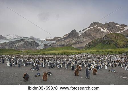 "A colony of King Penguins (Aptenodytes patagonicus), Gold Harbour, South Georgia and the South Sandwich Islands, British overseas territory, Antarctica" View Large Photo Image Stock Photo - "A colony of King Penguins (Aptenodytes patagonicus), Gold Harbour, South Georgia and the South Sandwich Islands, British overseas territory, Antarctica". Fotosearch