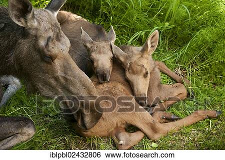 "A cow Moose (Alces alces) and her two calves, Alaska, United States, North America" View Large Photo Image Stock Photograph - "A cow Moose (Alces alces) and her two calves, Alaska, United States, North America". Fotosearch