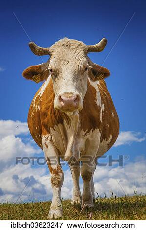 "A cow on the pasture, Carinthia, Austria, Europe" View Large Photo Image Stock Photo - "A cow on the pasture, Carinthia, Austria, Europe". Fotosearch