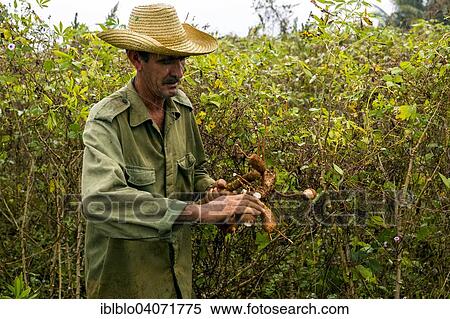 "A Cuban farmer harvesting Cassava (Manihot esculenta), Vinales, Pinar del Rio Province, Cuba, North America" View Large Photo Image Stock Photography - "A Cuban farmer harvesting Cassava (Manihot esculenta), Vinales, Pinar del Rio Province, Cuba, North America". Fotosearch