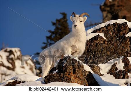 "A Dall sheep (Ovis dalli), Alaska" View Large Photo Image Stock Image - "A Dall sheep (Ovis dalli), Alaska". Fotosearch