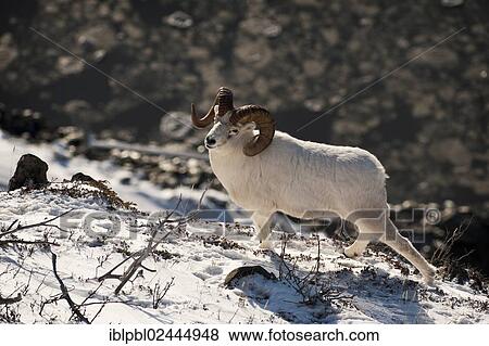 "A Dall sheep (Ovis dalli) ram, Chugach Range, Alaska, United States, North America" View Large Photo Image Stock Photo - "A Dall sheep (Ovis dalli) ram, Chugach Range, Alaska, United States, North America". Fotosearch