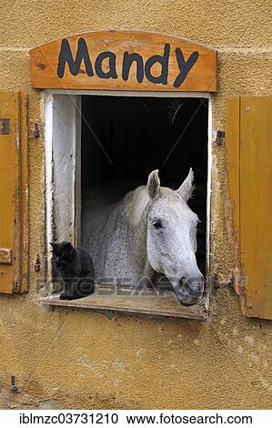 "A dapple gray looking out a barn window, a black cat next to it, Middle Franconia, Bavaria, Germany, Europe" View Large Photo Image Stock Image - "A dapple gray looking out a barn window, a black cat next to it, Middle Franconia, Bavaria, Germany, Europe". Fotosearch
