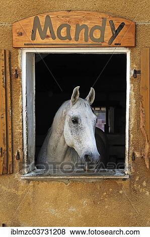 "A dapple gray looking out a barn window, Middle Franconia, Bavaria, Germany, Europe" View Large Photo Image Stock Photo - "A dapple gray looking out a barn window, Middle Franconia, Bavaria, Germany, Europe". Fotosearch
