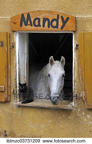 "A dapple gray looking out a barn window, a black cat next to it, Middle Franconia, Bavaria, Germany, Europe" View Large Photo Image Stock Photo - "A dapple gray looking out a barn window, a black cat next to it, Middle Franconia, Bavaria, Germany, Europe". Fotosearch