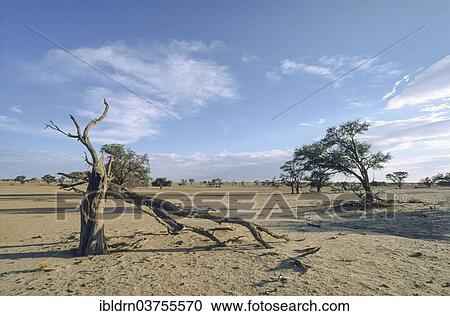 "A dead tree in the Nossob Valley, South Africa, Africa" View Large Photo Image Stock Image - "A dead tree in the Nossob Valley, South Africa, Africa". Fotosearch