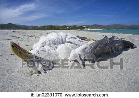 "A dead Yellow-legged Gull (Larus michahellis) lies in the sand on the beach of Cala Porto Giunco, Villasimius, Sarrabus, Province of Cagliari, Sardinia, Italy, Europe" View Large Photo Image Stock Image - "A dead Yellow-legged Gull (Larus michahellis) lies in the sand on the beach of Cala Porto Giunco, Villasimius, Sarrabus, Province of Cagliari, Sardinia, Italy, Europe". Fotosearch