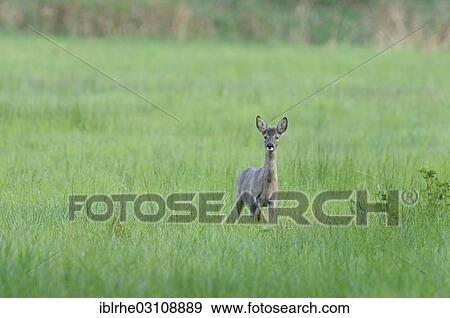 "A deer (Capreolus capreolus) standing on a meadow, Duvenstedter Brook, Hamburg, Hamburg, Germany, Europe" View Large Photo Image Stock Photo - "A deer (Capreolus capreolus) standing on a meadow, Duvenstedter Brook, Hamburg, Hamburg, Germany, Europe". Fotosearch