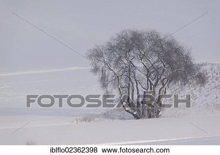 "A deerstand and a tree, winter scenery, Limburg an der Lahn, Hesse, Germany, Europe" View Large Photo Image Stock Photo - "A deerstand and a tree, winter scenery, Limburg an der Lahn, Hesse, Germany, Europe". Fotosearch