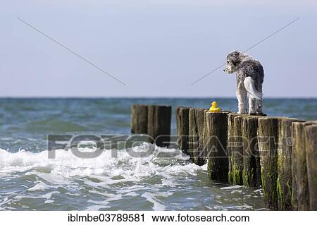 "A dog with its toy, a rubber duck, on a groyne at a beach on the Baltic Sea, Warnemunde, Mecklenburg-Vorpommern, Germany, Europe" View Large Photo Image Stock Image - "A dog with its toy, a rubber duck, on a groyne at a beach on the Baltic Sea, Warnemunde, Mecklenburg-Vorpommern, Germany, Europe". Fotosearch