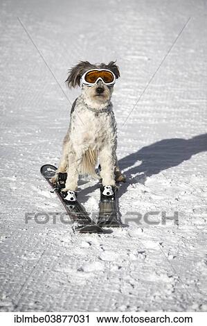"A dog with snow goggles, skiing, Italy, Europe" View Large Photo Image Stock Image - "A dog with snow goggles, skiing, Italy, Europe". Fotosearch