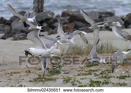 "A European Herring Gull (Larus argentatus) captured the chick of a Common Tern (Sterna hirundo), terns defending the chick, Minsener Oog island, East Frisian Islands, Lower Saxony Wadden Sea, Lower Saxony, Germany, Europe" View Large Photo Image Stock Image - "A European Herring Gull (Larus argentatus) captured the chick of a Common Tern (Sterna hirundo), terns defending the chick, Minsener Oog island, East Frisian Islands, Lower Saxony Wadden Sea, Lower Saxony, Germany, Europe". Fotosearch