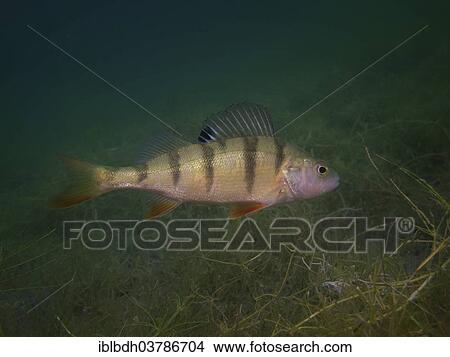"A European perch Perca fluviatilis) foraging on the lake bottom, Helensee lake, Frankfurt an der Oder, Brandenburg, Germany, Europe" View Large Photo Image Picture - "A European perch Perca fluviatilis) foraging on the lake bottom, Helensee lake, Frankfurt an der Oder, Brandenburg, Germany, Europe". Fotosearch