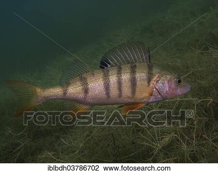 Stock Image - "A European perch Perca fluviatilis) foraging on the lake bottom, Helensee lake, Frankfurt an der Oder, Brandenburg, Germany, Europe". Fotosearch