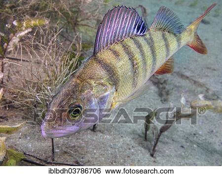 "A European perch Perca fluviatilis) foraging on the lake bottom, Helensee lake, Frankfurt an der Oder, Brandenburg, Germany, Europe" View Large Photo Image Stock Photograph - "A European perch Perca fluviatilis) foraging on the lake bottom, Helensee lake, Frankfurt an der Oder, Brandenburg, Germany, Europe". Fotosearch