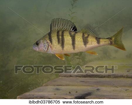 Stock Photography - "A European perch Perca fluviatilis) foraging on the lake bottom, Helensee lake, Frankfurt an der Oder, Brandenburg, Germany, Europe". Fotosearch
