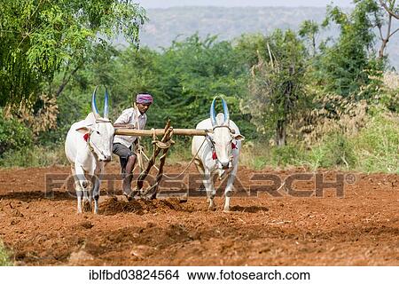 "A farmer is ploughing a field, with white oxen pulling the plough, Aihole, Karnataka, India, Asia" View Large Photo Image Picture - "A farmer is ploughing a field, with white oxen pulling the plough, Aihole, Karnataka, India, Asia". Fotosearch