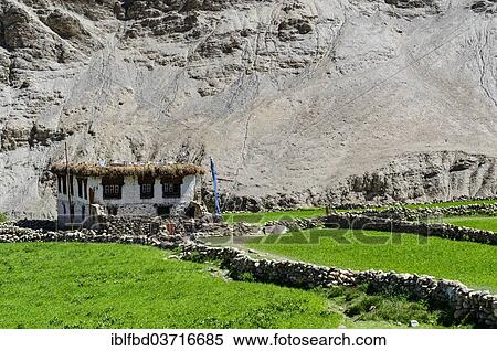 "A farmer's house surrounded by green fields, Rumtse, Ladakh, Jammu and Kashmir, India, Asia" View Large Photo Image Stock Photography - "A farmer's house surrounded by green fields, Rumtse, Ladakh, Jammu and Kashmir, India, Asia". Fotosearch