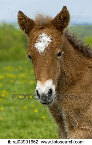 "A few days old foal on the pasture, Hesse, Germany, Europe" View Large Photo Image Stock Image - "A few days old foal on the pasture, Hesse, Germany, Europe". Fotosearch