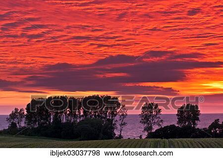 Stock Photo - "A field on the Baltic Sea at sunset, Rerik, Mecklenburg-Western Pomerania, Germany, Europe". Fotosearch