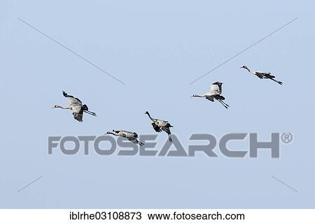 Stock Image - "A flock of Common Cranes (Grus grus) in flight, landing approach, Schaalsee, Wulfskuhl, Mecklenburg-Western Pomerania, Germany, Europe". Fotosearch