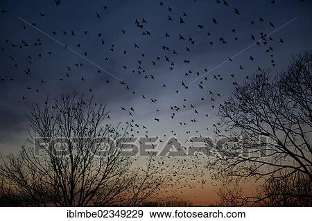 "A flock of Common starlings (Sturnus vulgaris) in the evening sky, Teichland Linum pond landscape, Brandenburg, Germany, Europe" View Large Photo Image Stock Photo - "A flock of Common starlings (Sturnus vulgaris) in the evening sky, Teichland Linum pond landscape, Brandenburg, Germany, Europe". Fotosearch