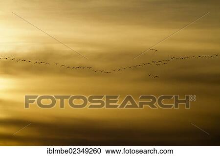 "A flock of Greylag geese (Anser anser) in flight in the evening light, Linumer Teichland pond landscape, Havelland region, Brandenburg, Germany, Europe" View Large Photo Image Stock Image - "A flock of Greylag geese (Anser anser) in flight in the evening light, Linumer Teichland pond landscape, Havelland region, Brandenburg, Germany, Europe". Fotosearch