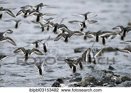 "A flock of Rock sandpipers (Calidris ptilocnemis), Pakenham Point, Prince William Sound, Anchorage, Alaska, United States, North America" View Large Photo Image Stock Image - "A flock of Rock sandpipers (Calidris ptilocnemis), Pakenham Point, Prince William Sound, Anchorage, Alaska, United States, North America". Fotosearch