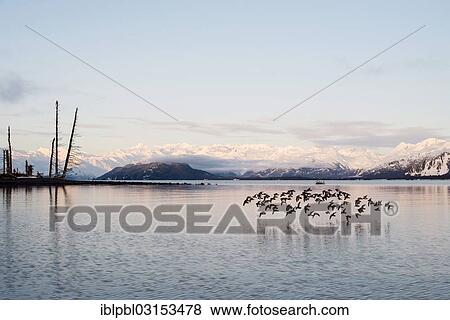"A flock of Rock sandpipers (Calidris ptilocnemis), Pakenham Point, Prince William Sound, Anchorage, Alaska, United States, North America" View Large Photo Image Stock Photo - "A flock of Rock sandpipers (Calidris ptilocnemis), Pakenham Point, Prince William Sound, Anchorage, Alaska, United States, North America". Fotosearch