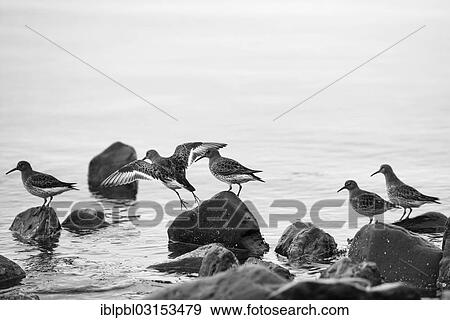 "A flock of Rock sandpipers (Calidris ptilocnemis), Pakenham Point, Prince William Sound, Anchorage, Alaska, United States, North America" View Large Photo Image Stock Photo - "A flock of Rock sandpipers (Calidris ptilocnemis), Pakenham Point, Prince William Sound, Anchorage, Alaska, United States, North America". Fotosearch
