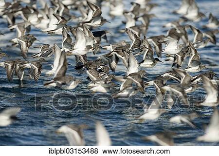 "A flock of Rock sandpipers (Calidris ptilocnemis), Pakenham Point, Prince William Sound, Anchorage, Alaska, United States, North America" View Large Photo Image Stock Photo - "A flock of Rock sandpipers (Calidris ptilocnemis), Pakenham Point, Prince William Sound, Anchorage, Alaska, United States, North America". Fotosearch