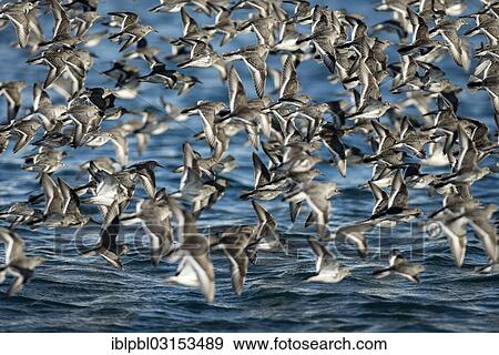 Stock Photo - "A flock of Rock sandpipers (Calidris ptilocnemis), Pakenham Point, Prince William Sound, Anchorage, Alaska, United States, North America". Fotosearch