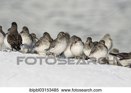 "A flock of Rock sandpipers (Calidris ptilocnemis), Pakenham Point, Prince William Sound, Anchorage, Alaska, United States, North America" View Large Photo Image Stock Photography - "A flock of Rock sandpipers (Calidris ptilocnemis), Pakenham Point, Prince William Sound, Anchorage, Alaska, United States, North America". Fotosearch