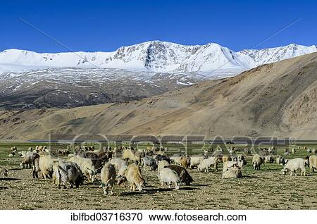 "A flock of sheep is grazing at an altitude of 4. 600 m, snow covered mountains in the distance, Korzok, Ladakh, Jammu and Kashmir, India, Asia" View Large Photo Image Stock Image - "A flock of sheep is grazing at an altitude of 4. 600 m, snow covered mountains in the distance, Korzok, Ladakh, Jammu and Kashmir, India, Asia". Fotosearch