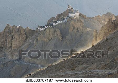 "A flock of sheep walking down a slope in the evening light, Dankhar Gompa, a Tibetan Buddhist monastery, at the back, Spiti valley, Dankhar, Himachal Pradesh, India, Asia" View Large Photo Image Stock Photo - "A flock of sheep walking down a slope in the evening light, Dankhar Gompa, a Tibetan Buddhist monastery, at the back, Spiti valley, Dankhar, Himachal Pradesh, India, Asia". Fotosearch