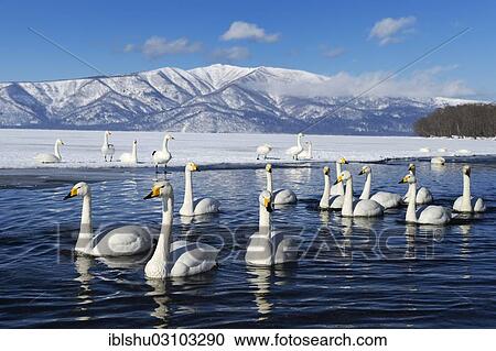 Stock Image - "A flock of whooper swans (Cygnus cygnus), swimming on a lake, Kussharo Lake, Kawayu Onsen, Hokkaido, Japan, Asia". Fotosearch