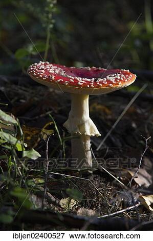 A fly agaric (Amanita muscaria) in the forest View Large Photo Image Stock Photo - A fly agaric (Amanita muscaria) in the forest. Fotosearch